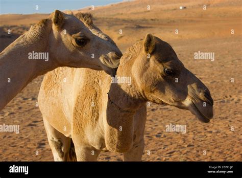  The Camel's Kiss A Humorous Tale from 8th Century Egypt about Friendship and Forgiveness?